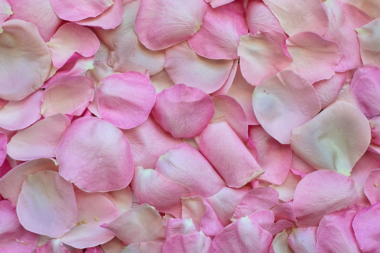 petali-rosa.jpg
