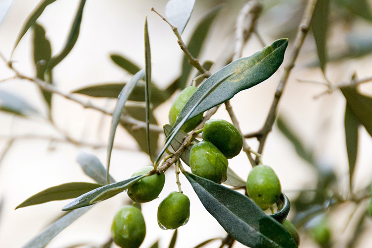 olive-ok.jpg