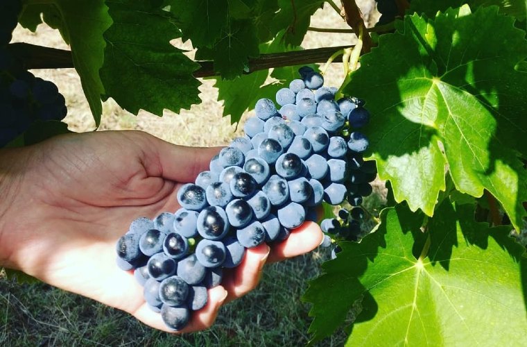 grappolo centesimino.jpg