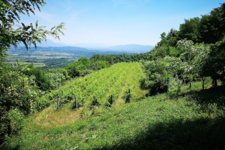 Collio_Colline.jpg