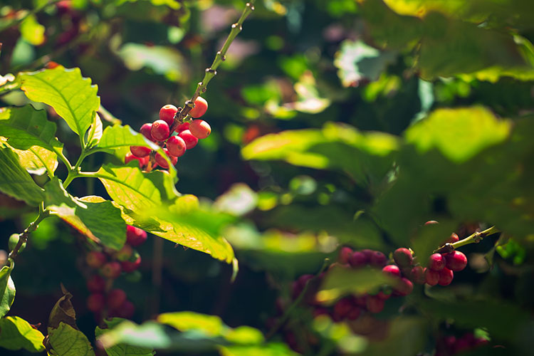 morettino-Dettaglio piantagione morettino2.jpg