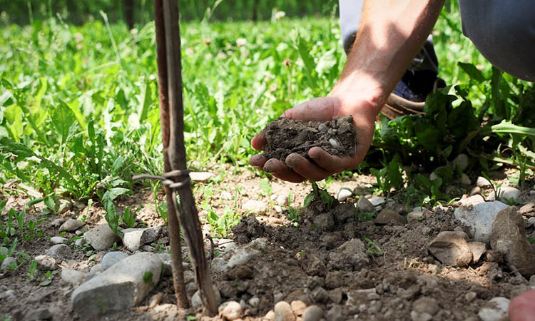 prosecco-mano terra.jpg