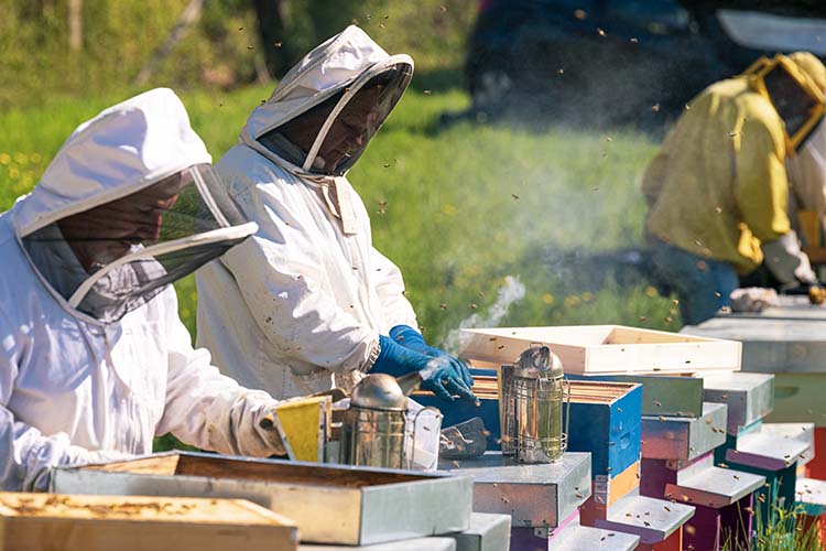 miele_marasca-apicoltori al lavoro.jpg