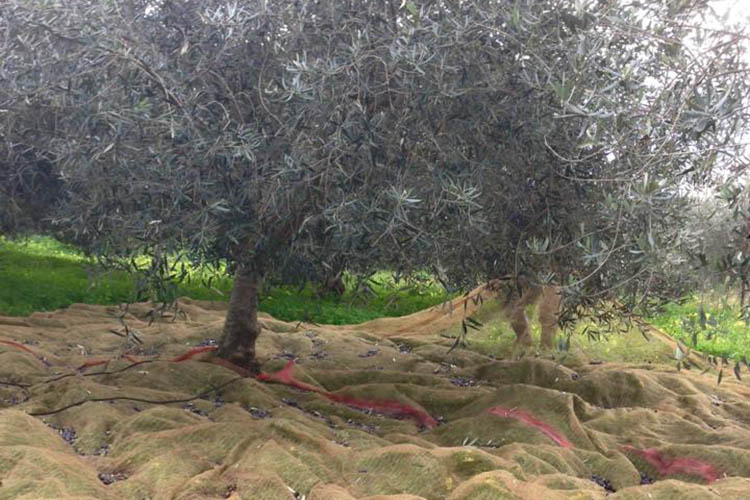 cancila-raccolta olive.jpg