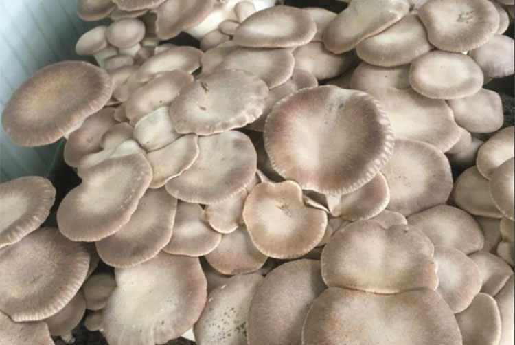 valenti-funghi freschi.jpg