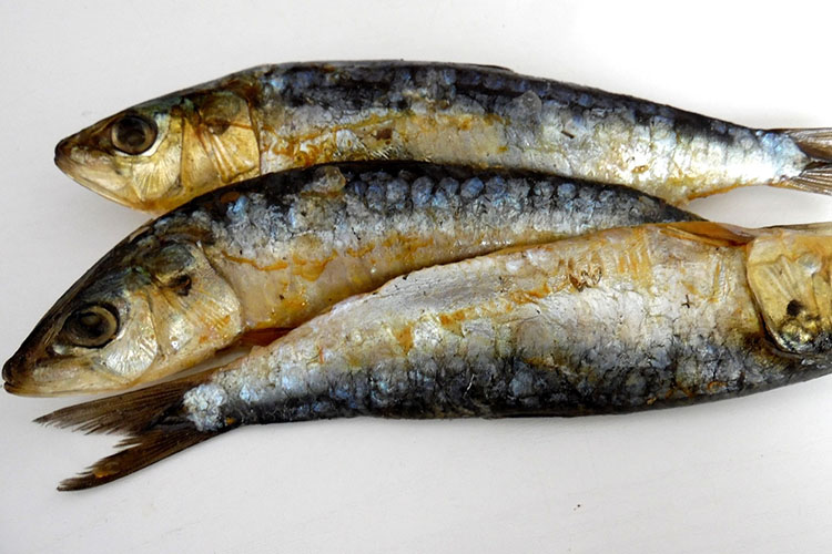 quaresima-sardine.jpg