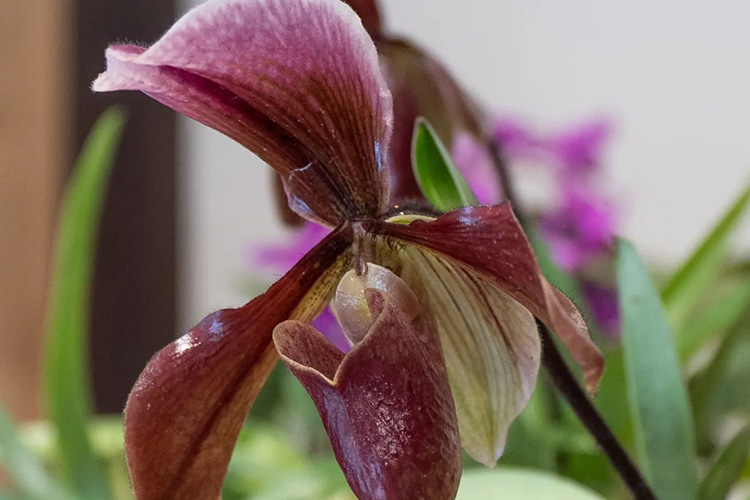 orchidea3.jpg