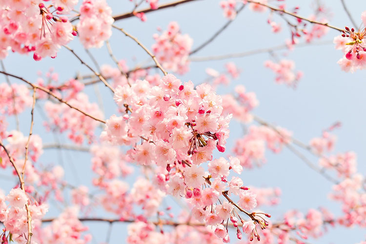 cherry-fiori.jpg
