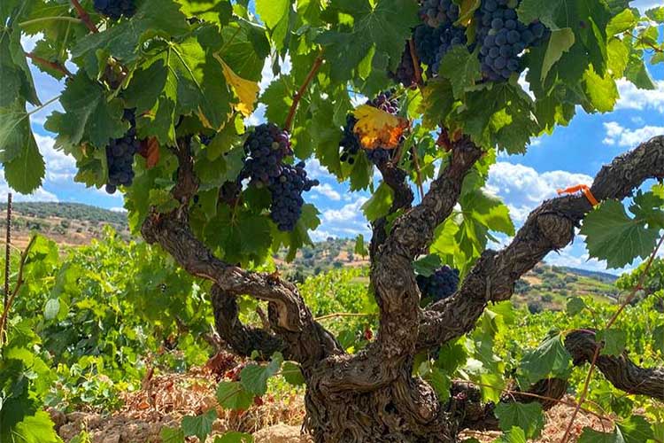 sedilesu-vigne copia.jpg