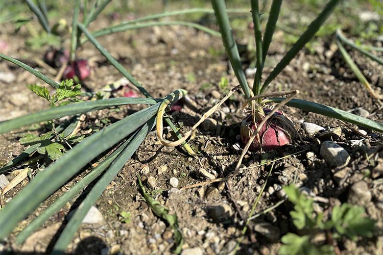 cipolle in campo.jpg