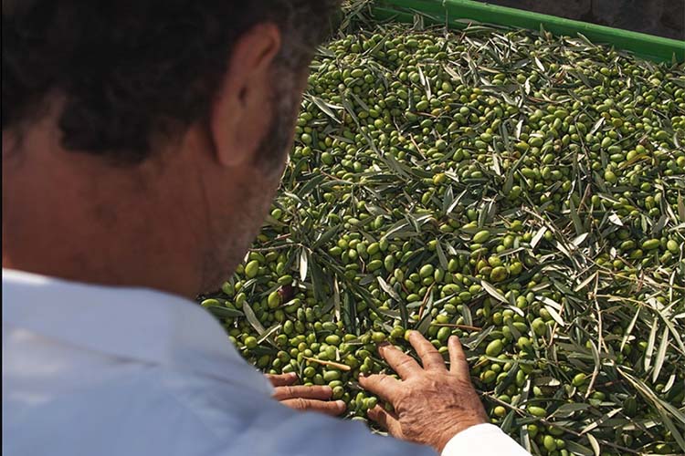 scelta delle olive.jpg