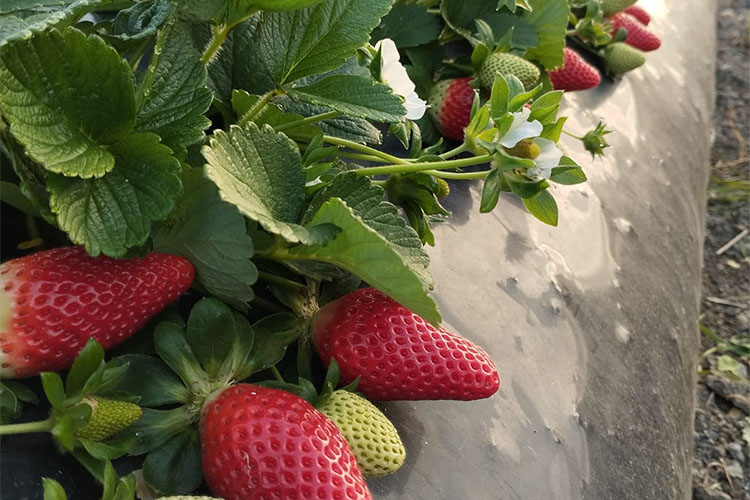 gin-coltivazione fragole.jpg