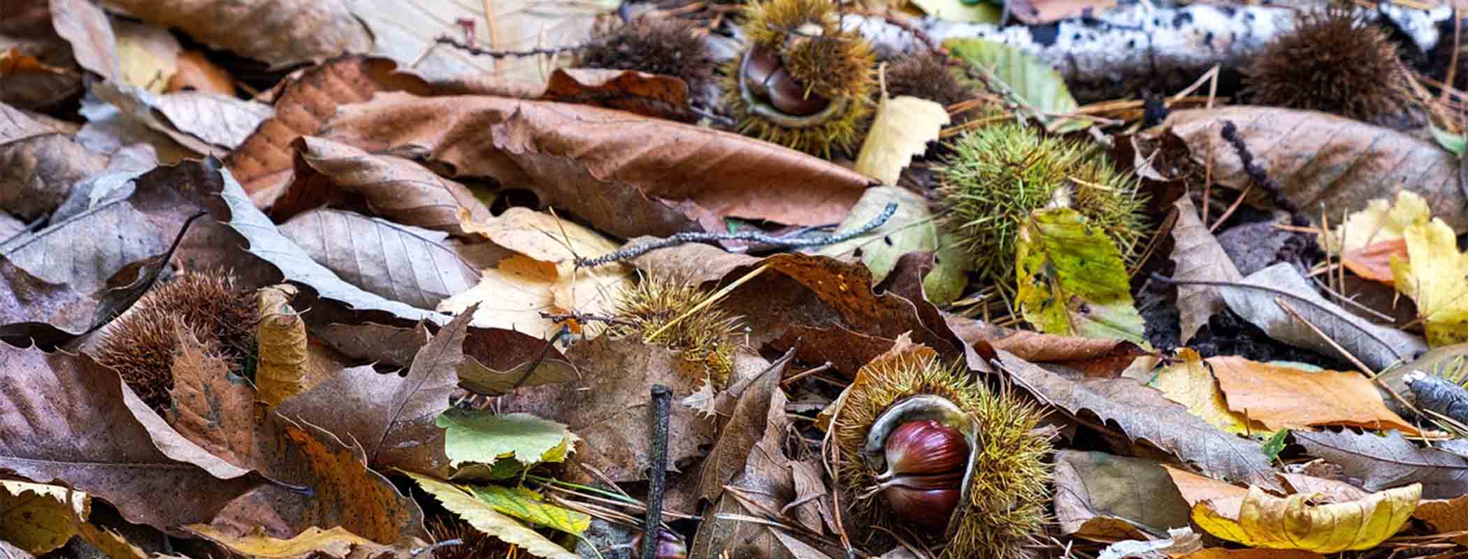 castagne foglie.jpg