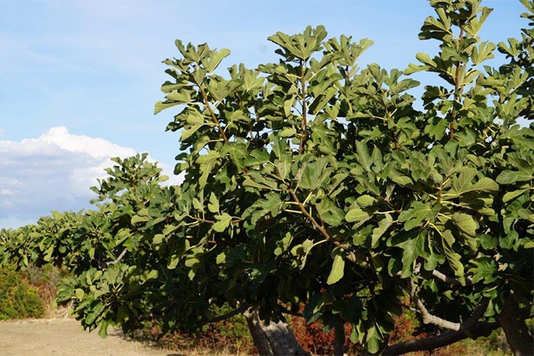fichi-pianta.jpg