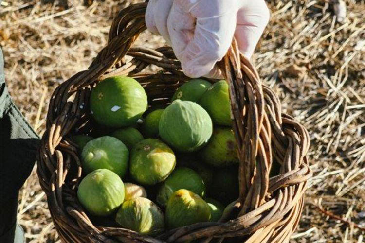 Raccolta fichi 2-bella.jpg