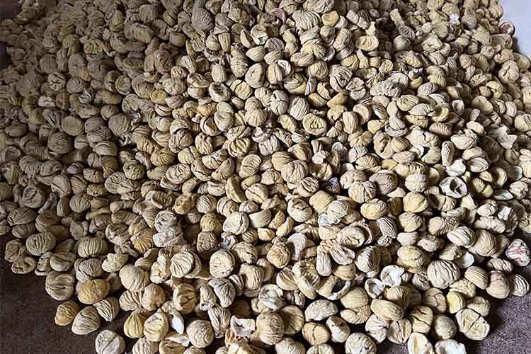 castagne-essiccate.jpg