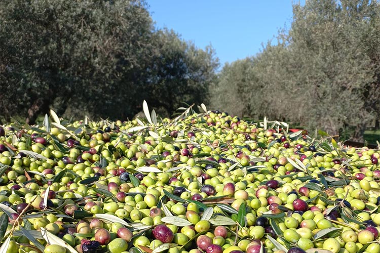 olive-oliveti.jpg