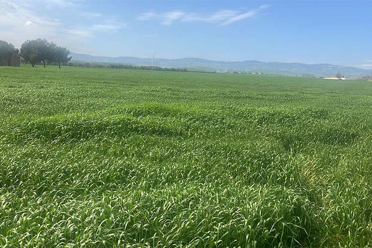 orzo che cresce copia.jpg