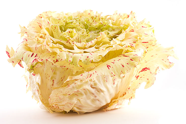 RADICCHIO variegato di Castelfranco.jpg