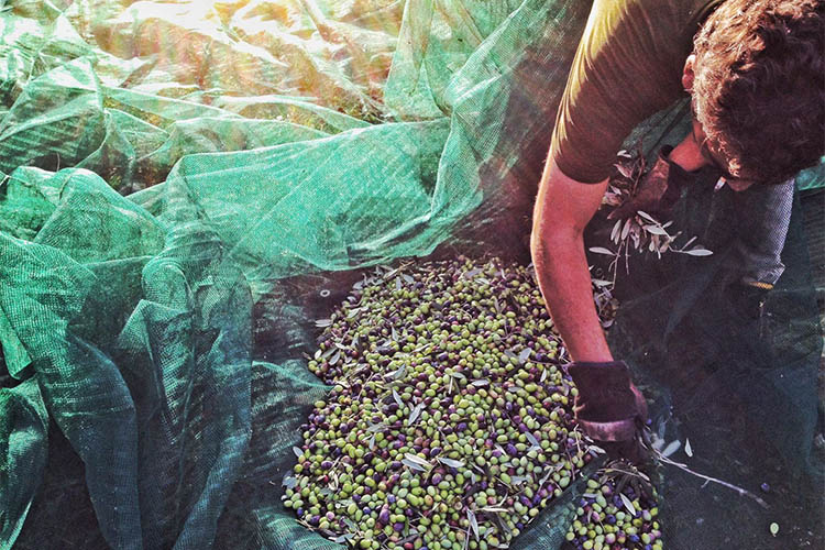raccolta olive.jpg