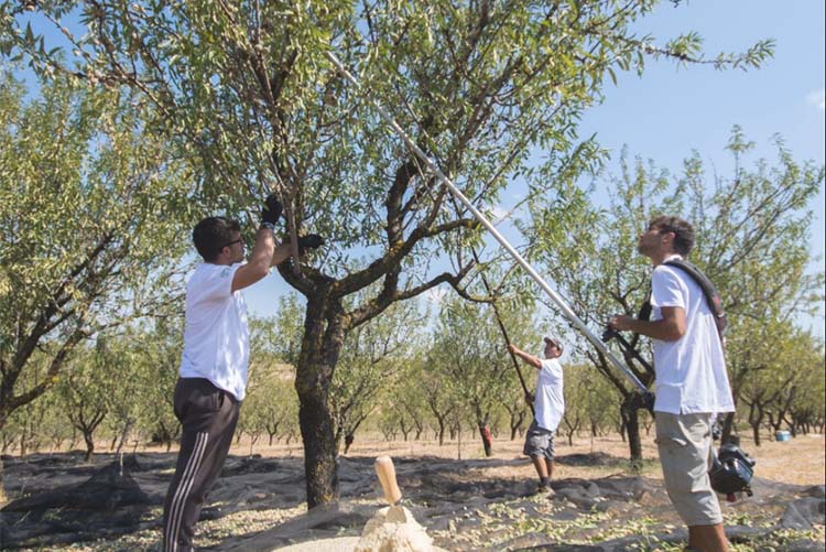 raccolta mandorla.jpg