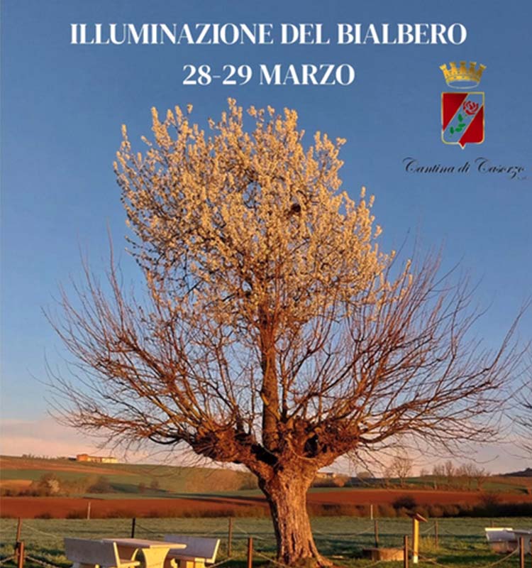 bialbero.jpg