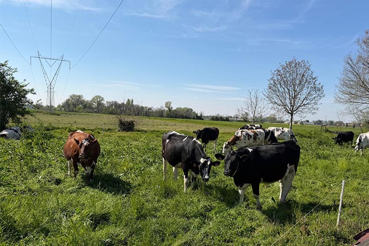 mucche al pascolo.jpg