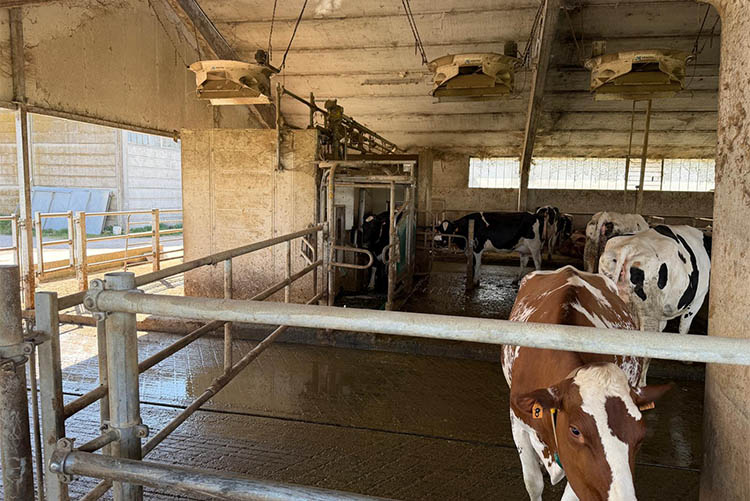 mucche che entrano.jpg