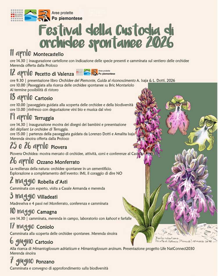 orchidee spontanee.jpg