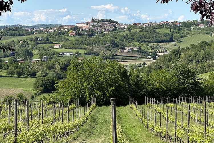 vignale e vigneti.jpg