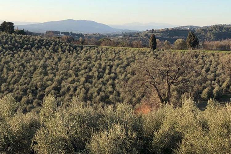 oliveti.jpg