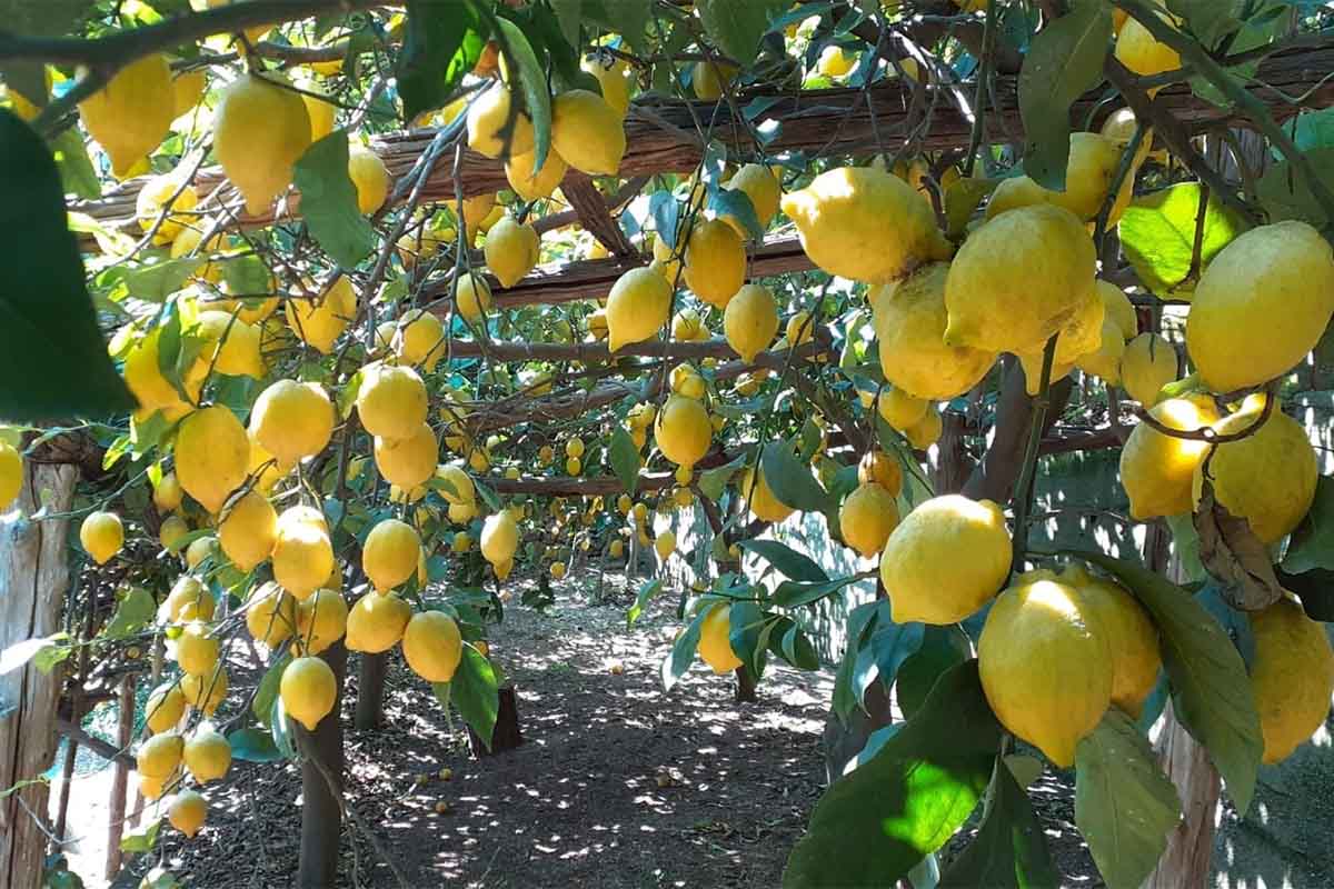 22_Tramonti_Limonaia copia.jpg