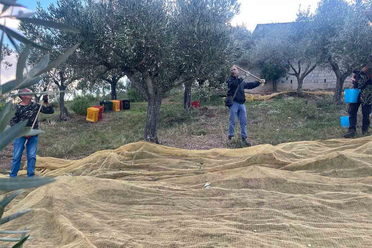 raccolta olive.jpg