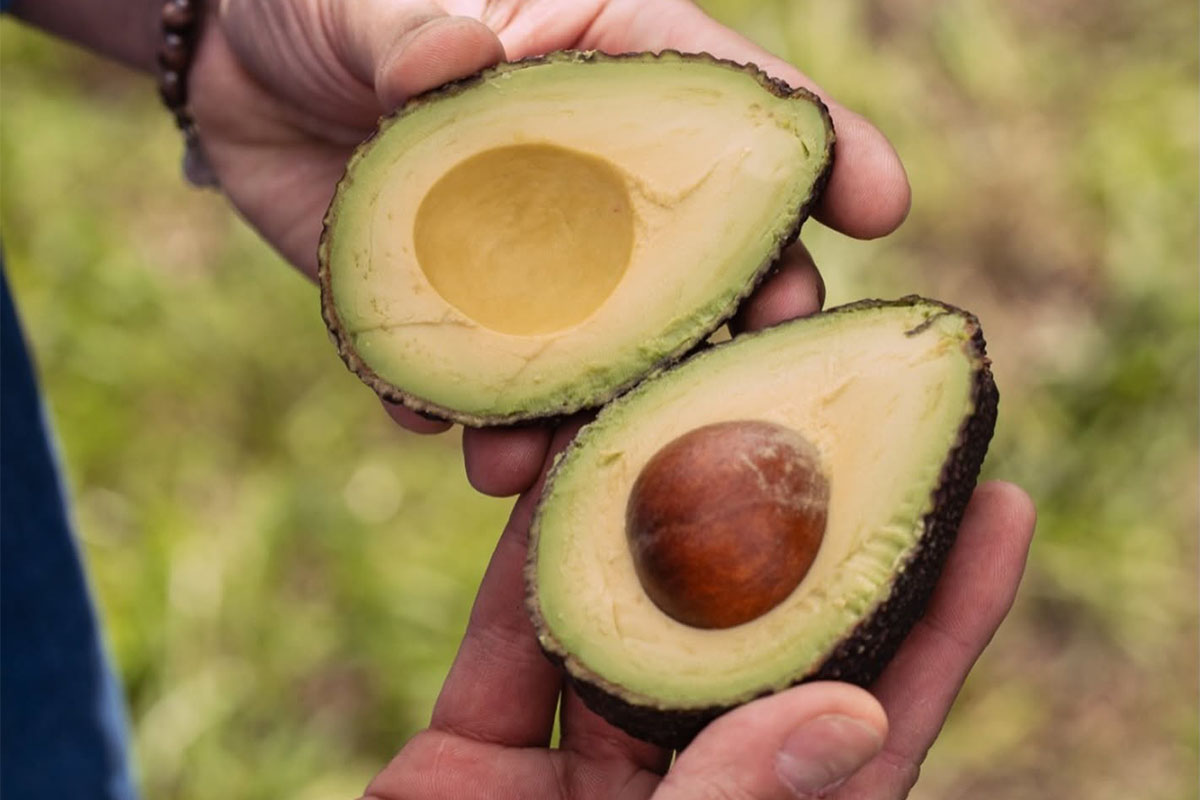 sicilia avocado-frutto.jpg