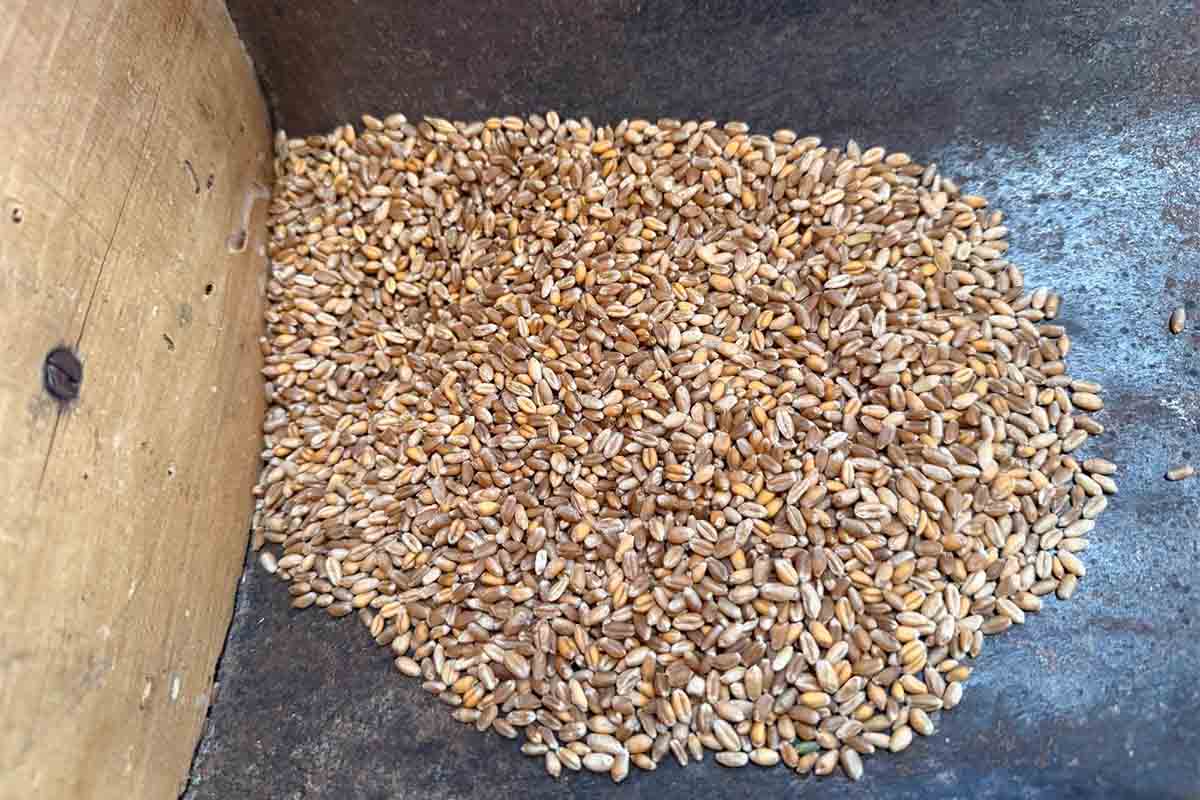 grano.jpg