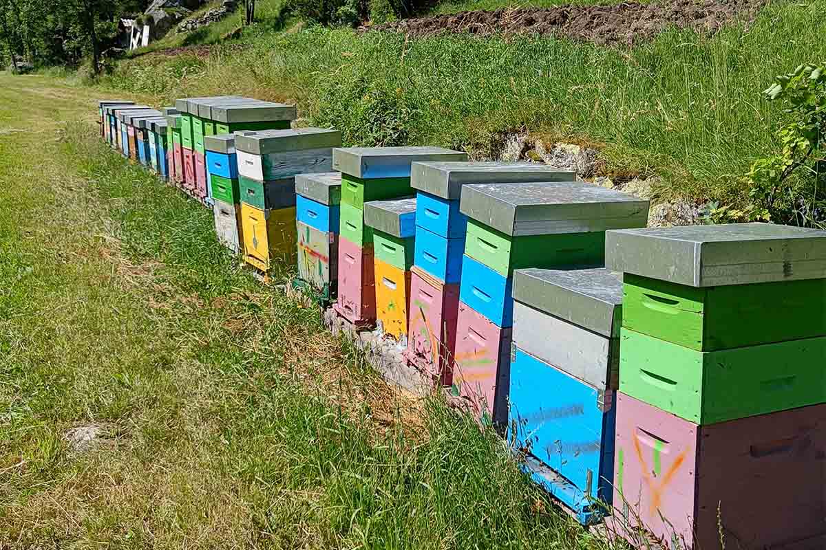 Apiario di Gressoney copia.jpg
