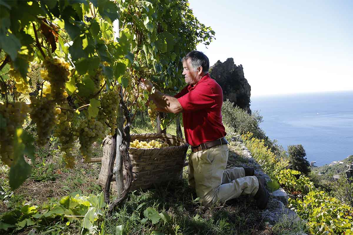 cuomo-vendemmia.jpg