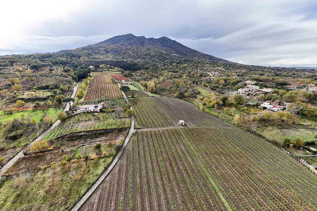 olivella_vigneto.jpg