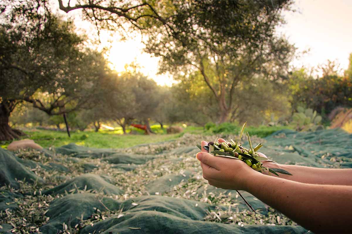 olio-raccolta olive.jpg