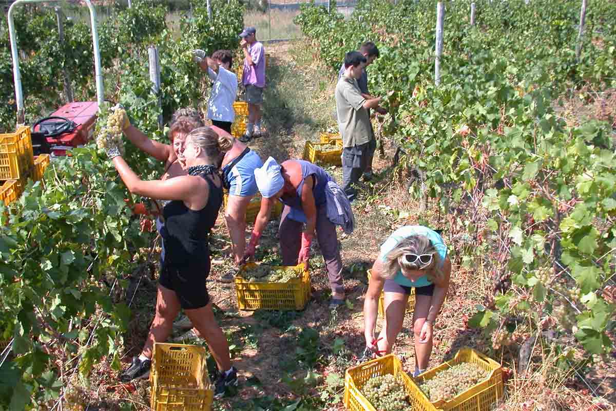 torre pernice-vendemmia copia.jpg