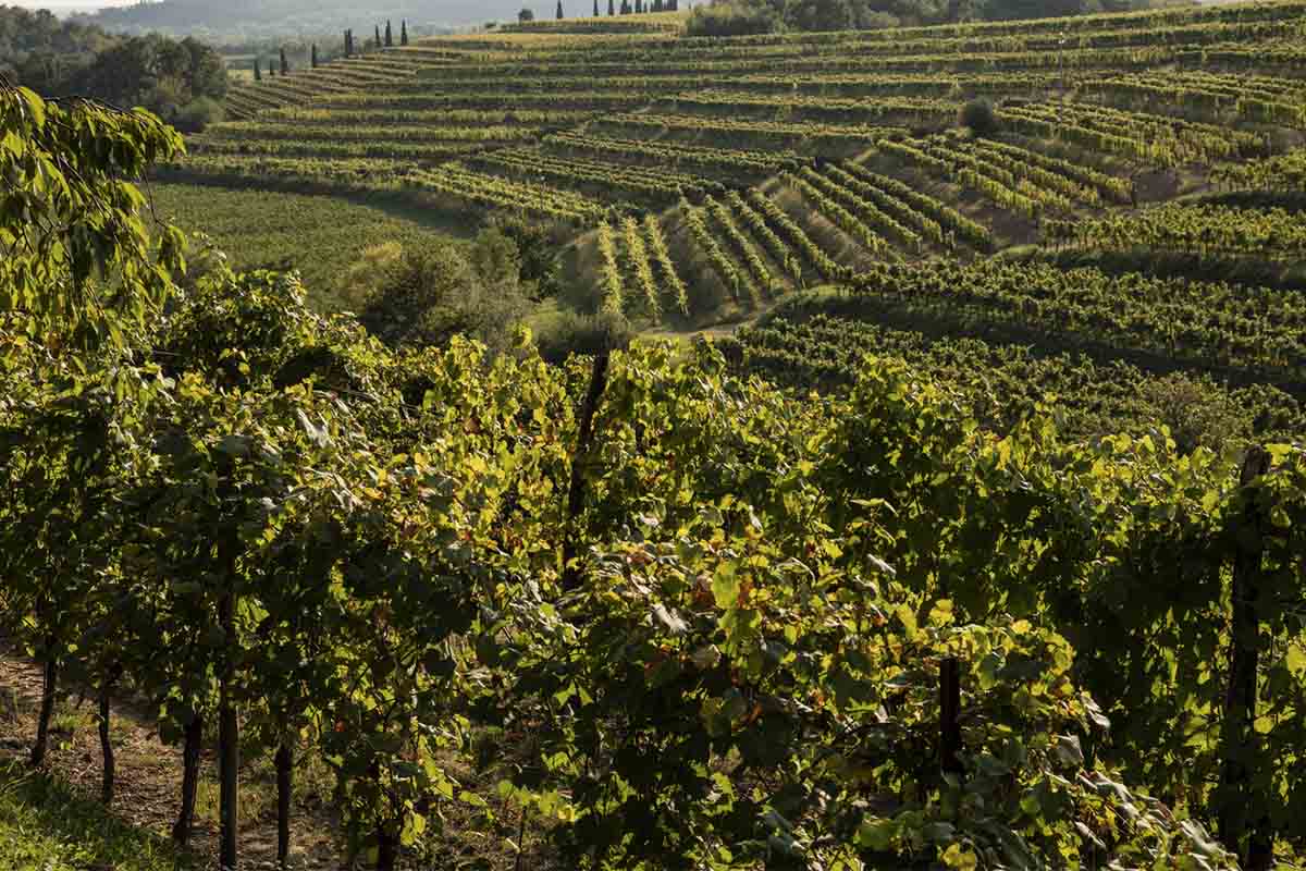 torre rosazza-vigneti.jpg