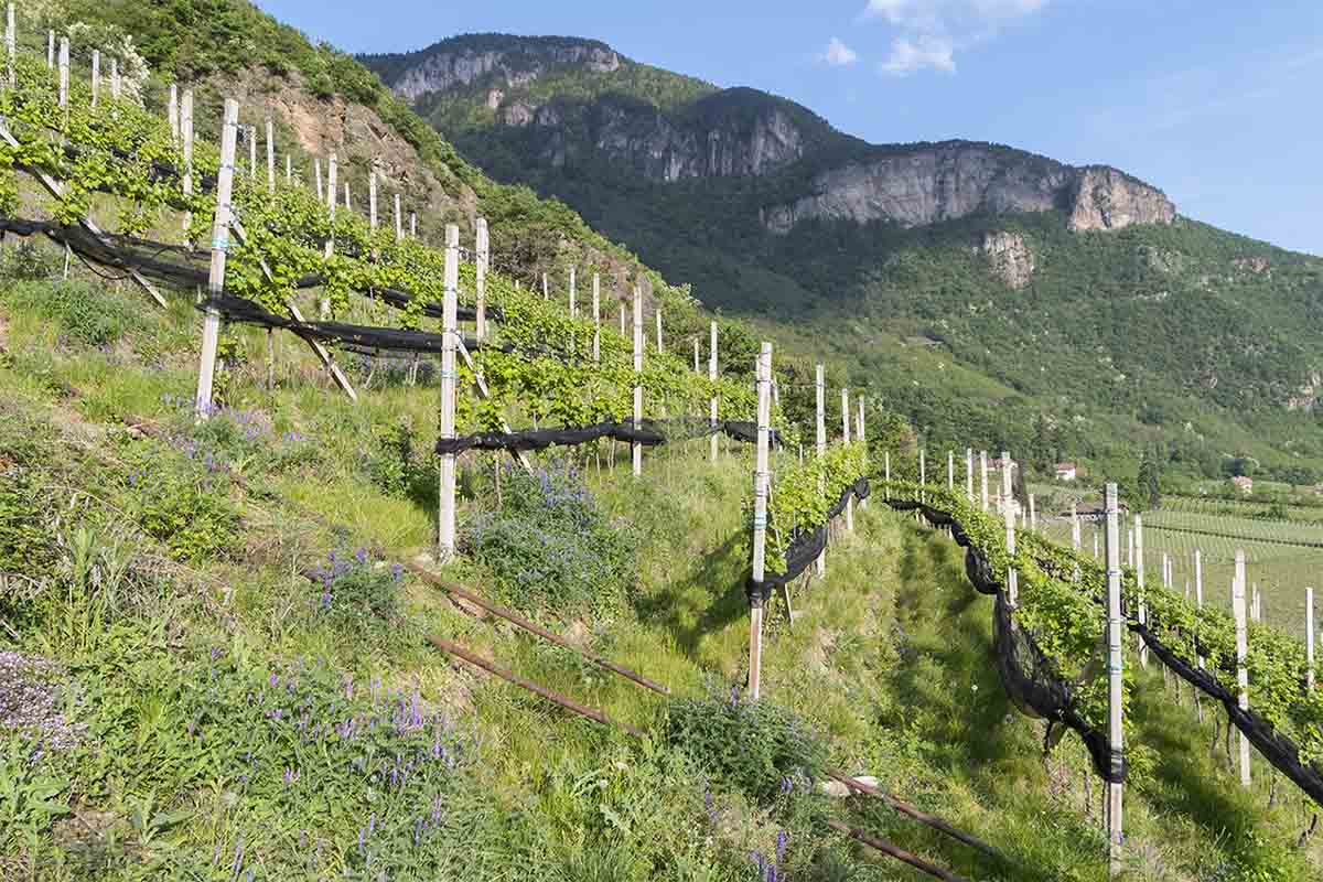 terlano-vigna.jpg