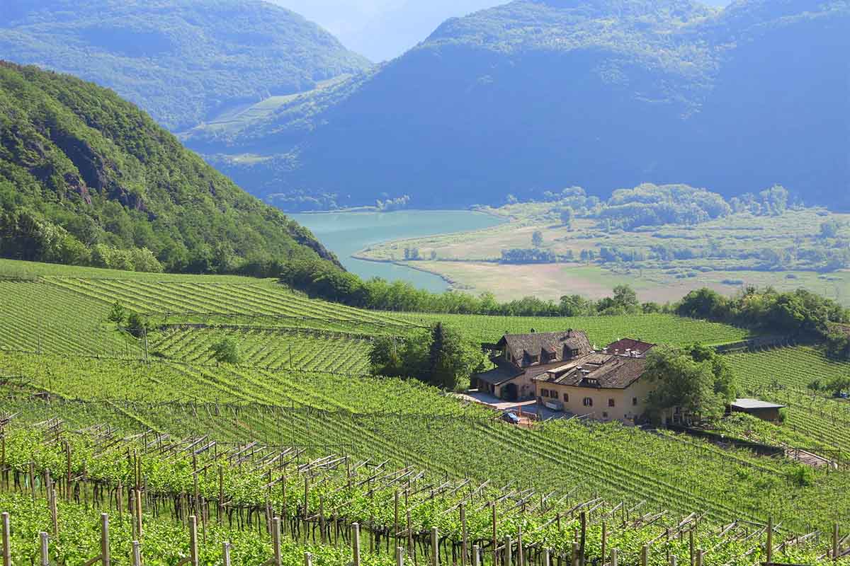 Tramin-vigneti.jpg