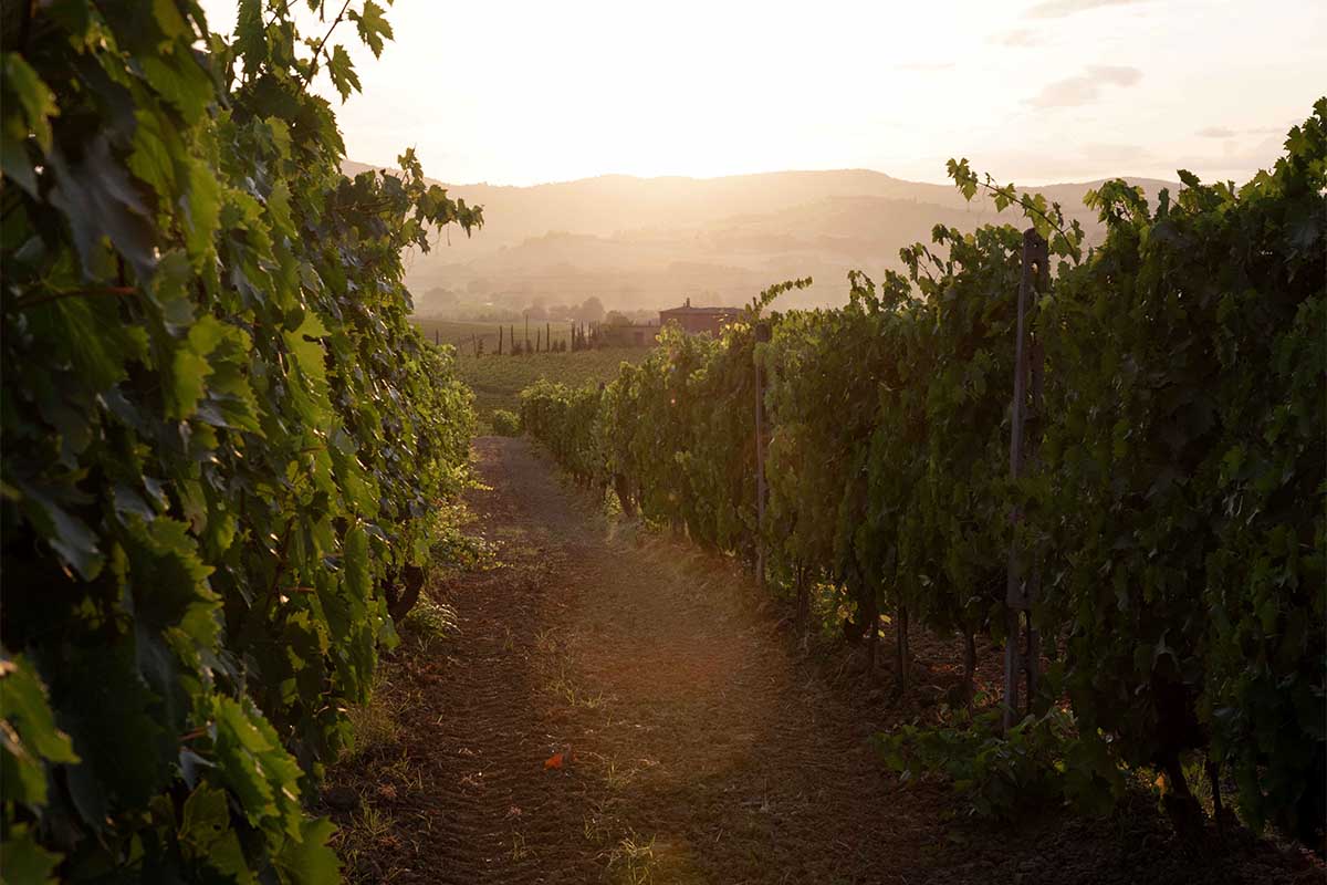 LOMBARDO-vigneti.jpg