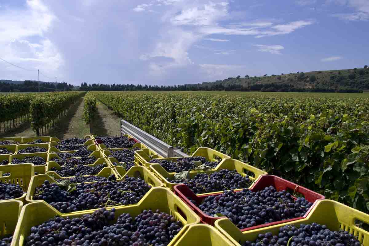 STATTI vendemmia.jpg
