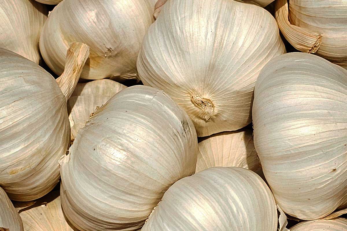 aglio copia.jpg