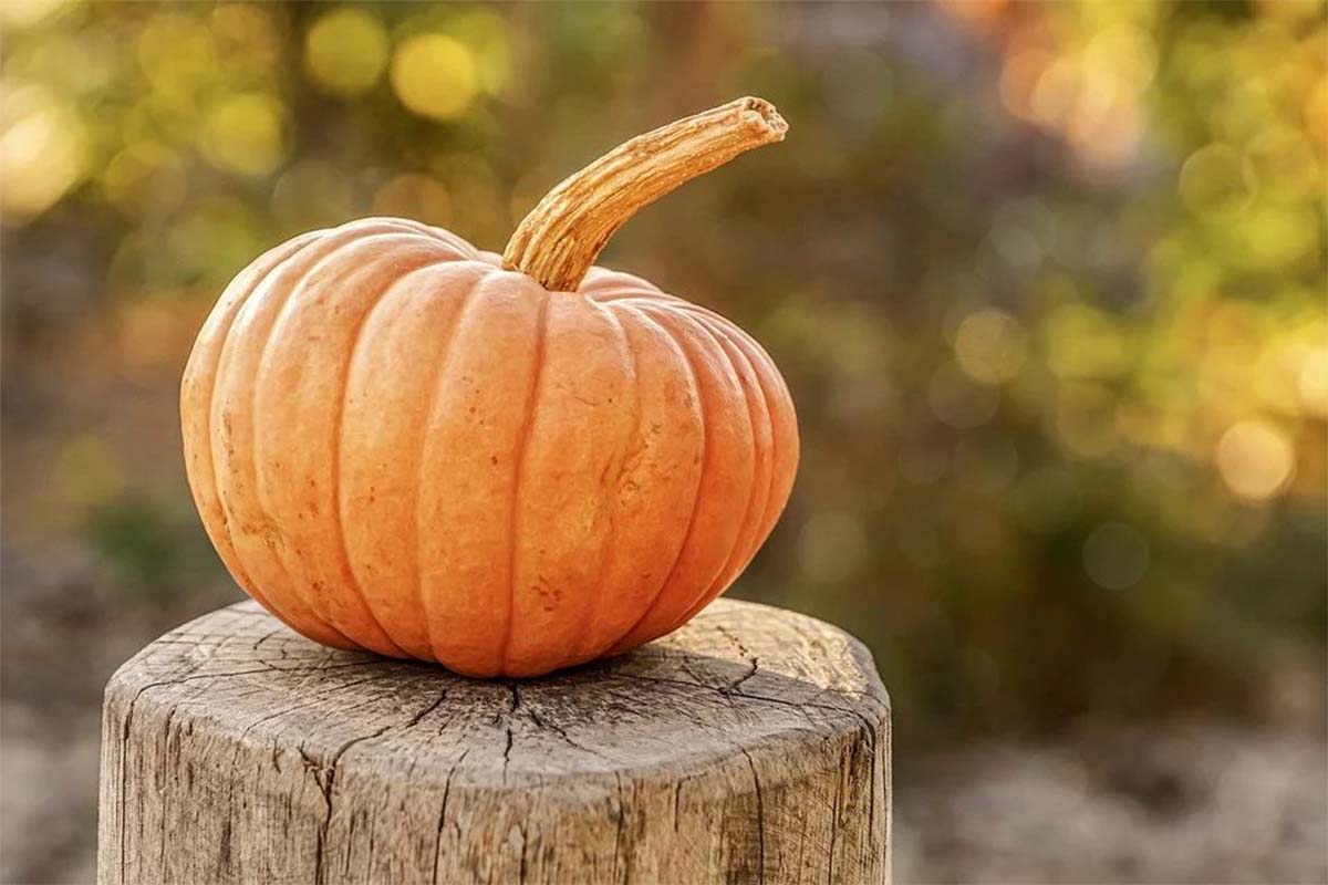 zucca copia.jpg