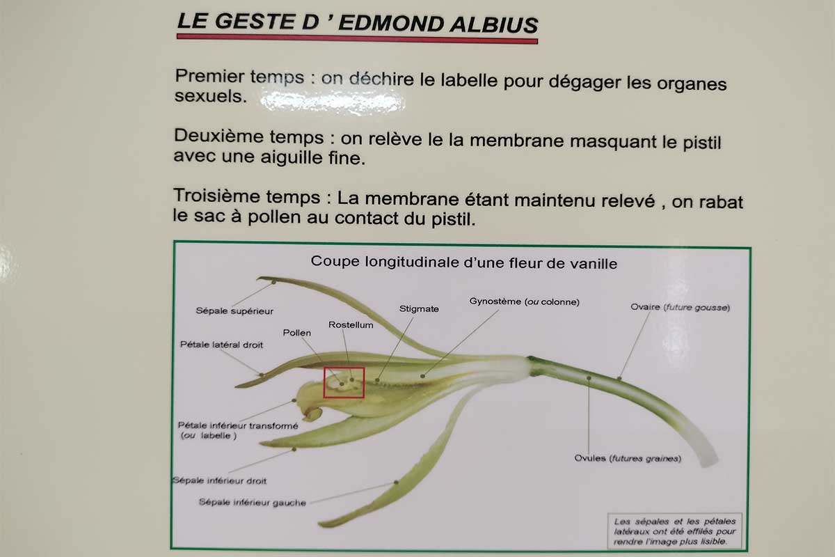 edmond albius.jpg