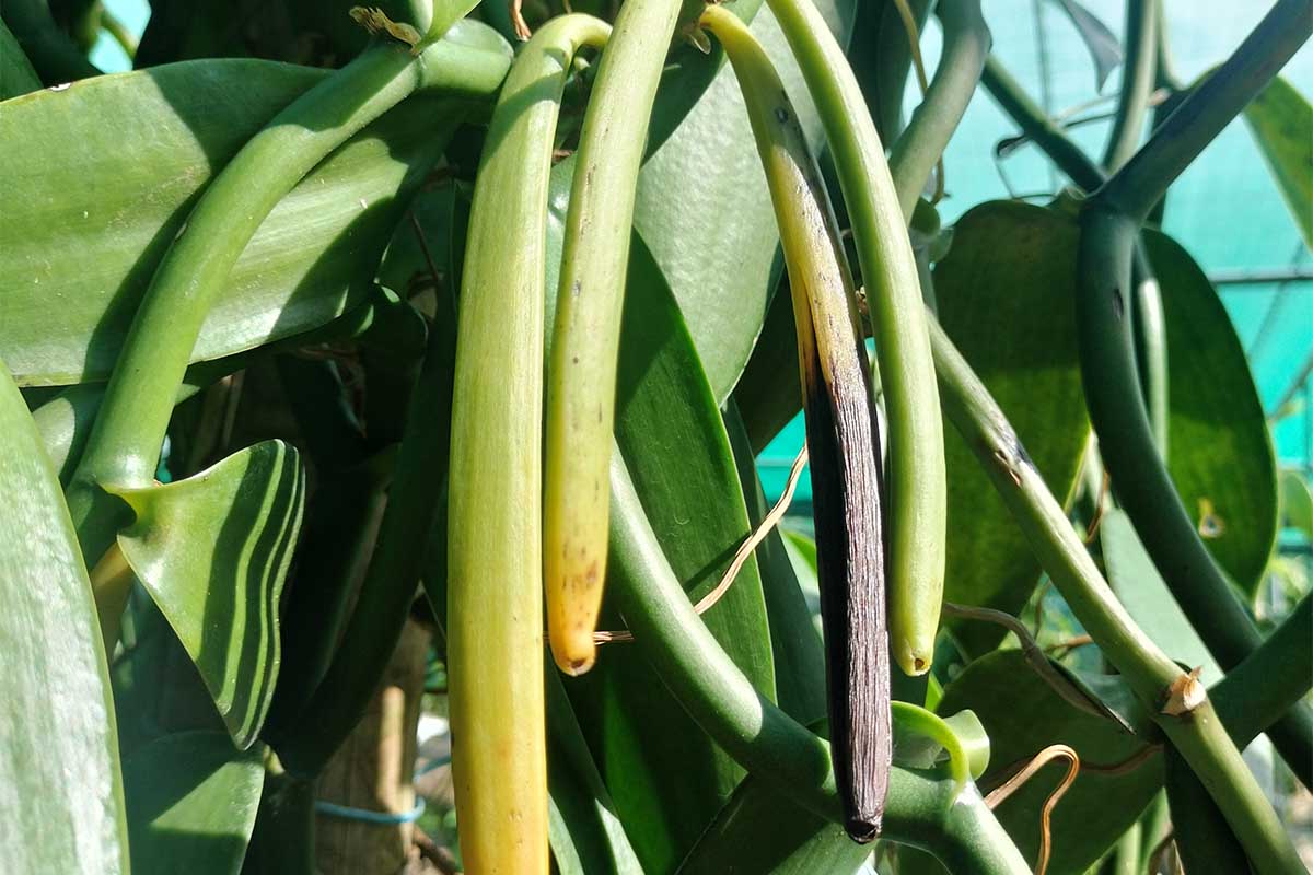 frutti ingialliscono.jpg