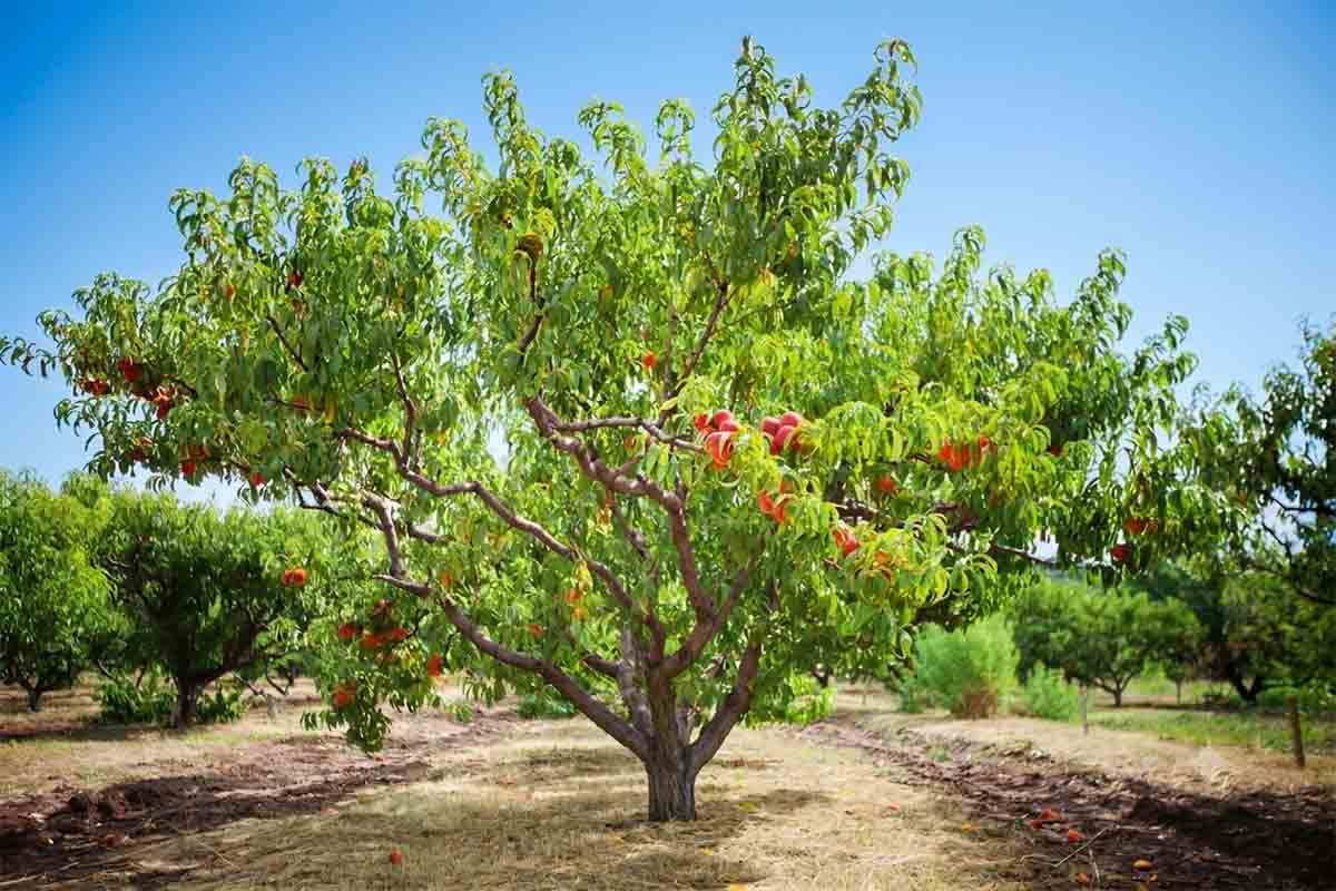 albero pesche.jpg